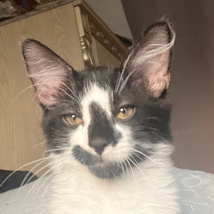 Meet your Posher, Johan